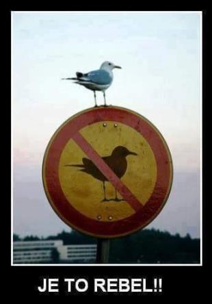 Creative 24bit cart 10w B